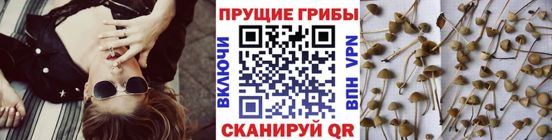 Псилоцибиновые грибы мицелий  мега маркетплейс  Цивильск  купить закладку 